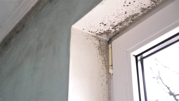 Trusted Conley, GA Mold Remediation Experts
