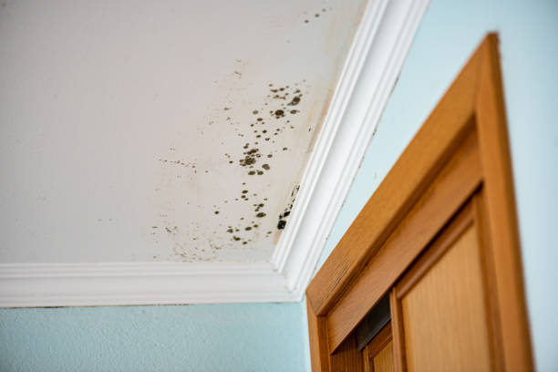 Best DIY Mold Remediation Support Services in Conley, GA