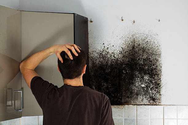 Best Emergency Mold Remediation in Conley, GA